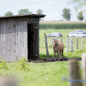cultura-mediavalis-mittelalterliches-treyben_urla_2017_907_