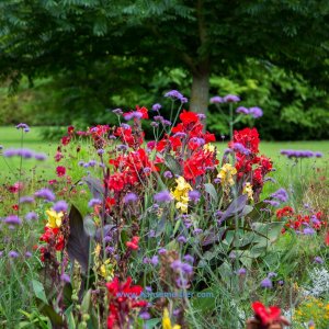Der_Kaiser_kommt_nach_Bad_Bevensen_2019-316