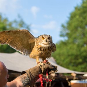 Fogelvreies_Pfingstspektakel_Rothenburg_2018_163_