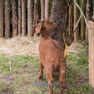 Ruf_der_Ritter_Gut_Hoerne_2019-330