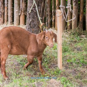 Ruf_der_Ritter_Gut_Hoerne_2019-347