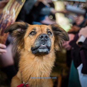 MPS_BueBu_I_2019-1436 MPS_BueBu_I_2019-1436