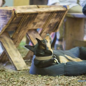 MPS-Hohenweststedt_2018_693_