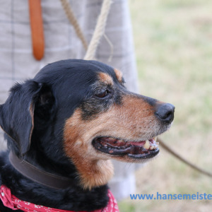 Ruf_der_Ritter_452