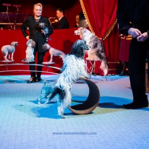 Classic-Wintercircus-Kutenholz-2019-220