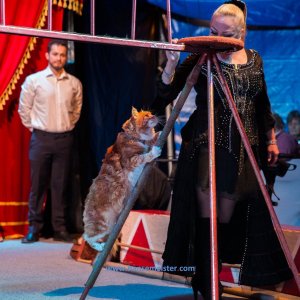 Classic-Wintercircus-Kutenholz-2019-626