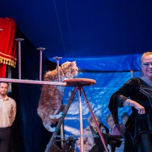 Classic-Wintercircus-Kutenholz-2019-629