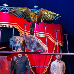 Classic-Wintercircus-Kutenholz-2019-638