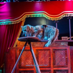 Classic-Wintercircus-Kutenholz-2019-646