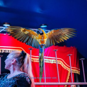 Classic-Wintercircus-Kutenholz-2019-648