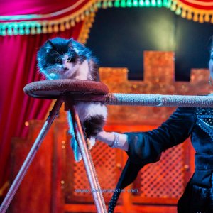 Classic-Wintercircus-Kutenholz-2019-674