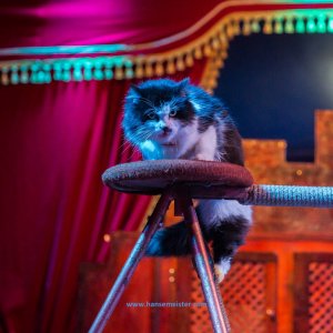 Classic-Wintercircus-Kutenholz-2019-675