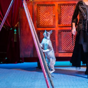 Classic-Wintercircus-Kutenholz-2019-692
