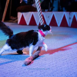 Classic-Wintercircus-Kutenholz-2019-726