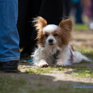 See_Spectaculum_Brietlingen_2017_241_