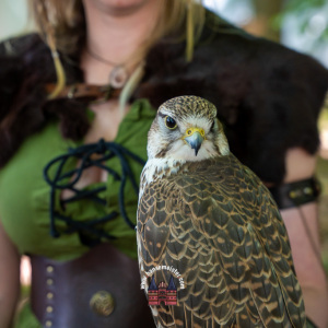 spectaculum-howe-sonntag-2023-46