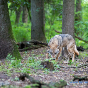 Wolfcenter_D_rverden_2017_109_
