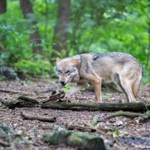 Wolfcenter_D_rverden_2017_132_