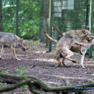 Wolfcenter_D_rverden_2017_160_
