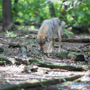 Wolfcenter_D_rverden_2017_170_
