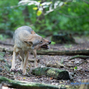 Wolfcenter_D_rverden_2017_193_