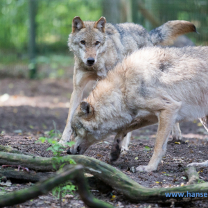Wolfcenter_D_rverden_2017_1_
