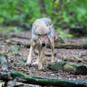 Wolfcenter_D_rverden_2017_204_