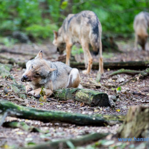 Wolfcenter_D_rverden_2017_216_