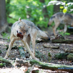 Wolfcenter_D_rverden_2017_236_