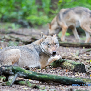 Wolfcenter_D_rverden_2017_261_