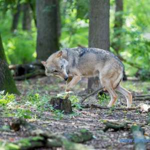 Wolfcenter_D_rverden_2017_278_
