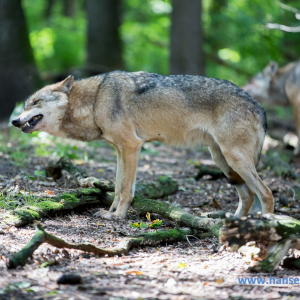 Wolfcenter_D_rverden_2017_299_