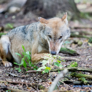 Wolfcenter_D_rverden_2017_309_