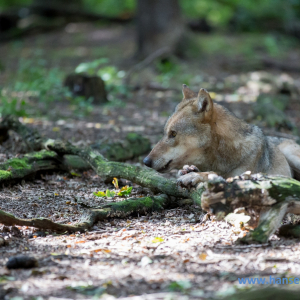 Wolfcenter_D_rverden_2017_345_