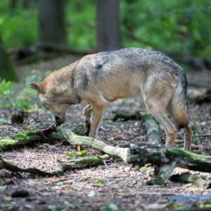 Wolfcenter_D_rverden_2017_34_