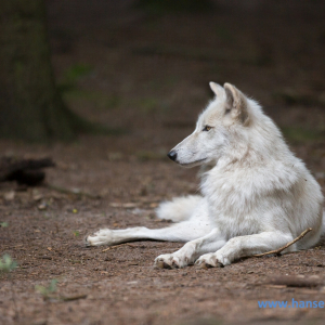 Wolfcenter_D_rverden_2017_352_