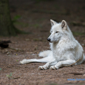 Wolfcenter_D_rverden_2017_353_