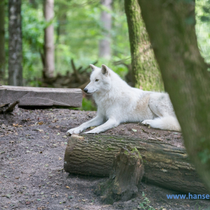 Wolfcenter_D_rverden_2017_355_
