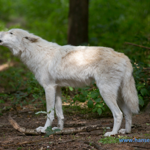 Wolfcenter_D_rverden_2017_370_