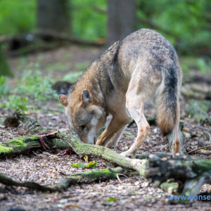 Wolfcenter_D_rverden_2017_37_