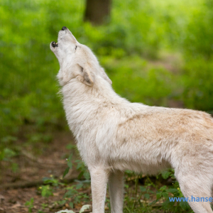 Wolfcenter_D_rverden_2017_380_