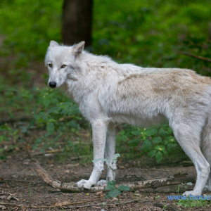 Wolfcenter_D_rverden_2017_391_