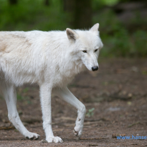 Wolfcenter_D_rverden_2017_402_