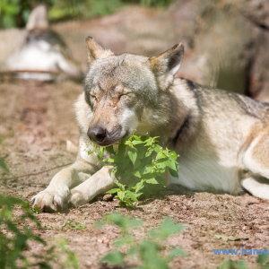 Wolfcenter_D_rverden_2017_407_