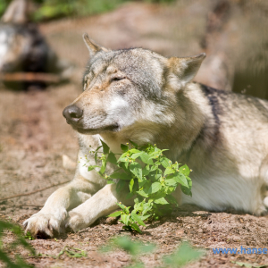Wolfcenter_D_rverden_2017_410_