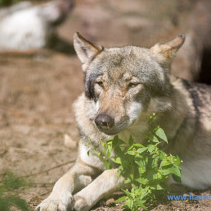 Wolfcenter_D_rverden_2017_414_