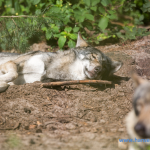Wolfcenter_D_rverden_2017_415_