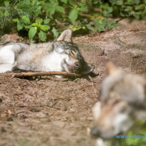 Wolfcenter_D_rverden_2017_422_