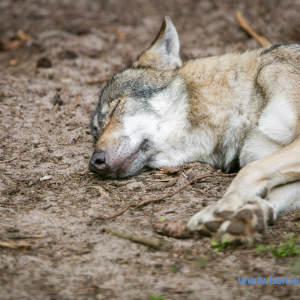 Wolfcenter_D_rverden_2017_428_