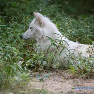 Wolfcenter_D_rverden_2017_432_
